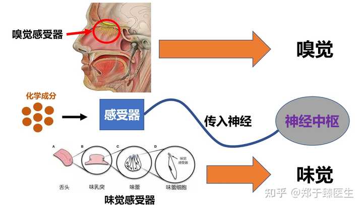 揭秘夜晚味觉丧失的背后原因